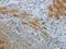 NPHS1 Adhesion Molecule, Nephrin antibody, CSB-PA967591, Cusabio, Immunohistochemistry frozen image 