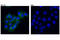 TNF Receptor Superfamily Member 10a antibody, 42533S, Cell Signaling Technology, Immunocytochemistry image 