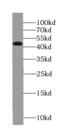 Transcription initiation factor TFIID subunit 1 antibody, FNab08484, FineTest, Western Blot image 