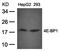 Eukaryotic Translation Initiation Factor 4E Binding Protein 1 antibody, orb14605, Biorbyt, Western Blot image 
