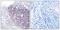 Mitochondrial Ribosome Associated GTPase 2 antibody, A30714, Boster Biological Technology, Immunohistochemistry frozen image 