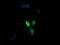 Mitogen-Activated Protein Kinase Kinase 3 antibody, LS-C174445, Lifespan Biosciences, Immunofluorescence image 
