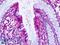 Prostaglandin E Receptor 4 antibody, LS-A3896, Lifespan Biosciences, Immunohistochemistry frozen image 