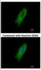 Major Histocompatibility Complex, Class II, DP Alpha 1 antibody, NBP2-16851, Novus Biologicals, Immunocytochemistry image 