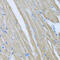 CCM2 Scaffold Protein antibody, 22-300, ProSci, Immunohistochemistry frozen image 