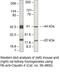 Claudin 4 antibody, 36-4800, Invitrogen Antibodies, Western Blot image 