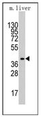 Fructose-bisphosphate aldolase A antibody, AP12350PU-N, Origene, Western Blot image 