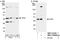 Ubiquitin Recognition Factor In ER Associated Degradation 1 antibody, NBP1-03339, Novus Biologicals, Western Blot image 