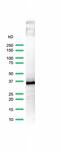 CD20 antibody, MA5-16334, Invitrogen Antibodies, Western Blot image 