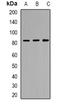 Transmembrane 9 Superfamily Member 1 antibody, orb382080, Biorbyt, Western Blot image 