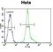 LCK Proto-Oncogene, Src Family Tyrosine Kinase antibody, abx031732, Abbexa, Western Blot image 