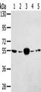 Tripartite Motif Containing 35 antibody, CSB-PA434464, Cusabio, Western Blot image 