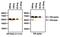 Estrogen Receptor 2 antibody, GTX25786, GeneTex, Western Blot image 