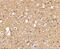 Sirtuin 2 antibody, NBP1-76879, Novus Biologicals, Immunohistochemistry paraffin image 