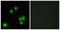 Growth Arrest And DNA Damage Inducible Gamma antibody, LS-C119552, Lifespan Biosciences, Immunofluorescence image 