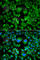Ubiquitin Conjugating Enzyme E2 H antibody, A7344, ABclonal Technology, Immunofluorescence image 