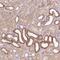 Paralemmin antibody, PA5-62013, Invitrogen Antibodies, Immunohistochemistry frozen image 