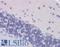 G Protein Subunit Alpha O1 antibody, LS-B3655, Lifespan Biosciences, Immunohistochemistry paraffin image 