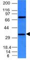 BCL10 Immune Signaling Adaptor antibody, GTX34423, GeneTex, Western Blot image 