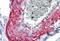 Myocilin antibody, MBS245617, MyBioSource, Immunohistochemistry paraffin image 