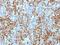Integrin Subunit Beta 3 antibody, 33-635, ProSci, Immunohistochemistry frozen image 