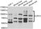 Cryptochrome Circadian Regulator 2 antibody, STJ28971, St John