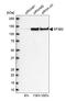 Splicing Factor 3b Subunit 2 antibody, HPA045028, Atlas Antibodies, Western Blot image 
