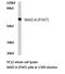 Monoamine Oxidase A antibody, AP20650PU-N, Origene, Western Blot image 