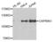 Cell Cycle Associated Protein 1 antibody, PA5-76298, Invitrogen Antibodies, Western Blot image 