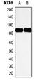 Cortactin antibody, LS-C353976, Lifespan Biosciences, Western Blot image 