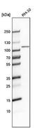 GEN1 Holliday Junction 5' Flap Endonuclease antibody, NBP2-30783, Novus Biologicals, Western Blot image 