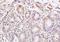 Myosin Binding Protein H antibody, orb2379, Biorbyt, Immunohistochemistry paraffin image 