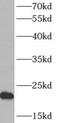 ADP Ribosylation Factor 5 antibody, FNab00533, FineTest, Western Blot image 