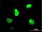 Snurportin 1 antibody, H00010073-M01, Novus Biologicals, Immunocytochemistry image 