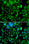 Methyltransferase Like 7B antibody, 22-777, ProSci, Immunofluorescence image 