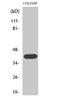 Actin Gamma 2, Smooth Muscle antibody, A05066, Boster Biological Technology, Western Blot image 