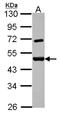 Splicing factor 3A subunit 2 antibody, NBP2-15106, Novus Biologicals, Western Blot image 