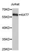 Lysine Acetyltransferase 7 antibody, STJ24281, St John