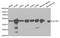 Actin Related Protein 3 antibody, LS-C331234, Lifespan Biosciences, Western Blot image 