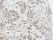 Actin Related Protein 2/3 Complex Subunit 1A antibody, NBP2-15471, Novus Biologicals, Immunohistochemistry frozen image 