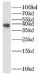 Clavesin 2 antibody, FNab07319, FineTest, Western Blot image 