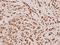 Distal-Less Homeobox 5 antibody, A02523, Boster Biological Technology, Immunohistochemistry frozen image 