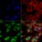 Beclin 2 antibody, LS-C776121, Lifespan Biosciences, Immunocytochemistry image 