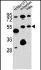 SPARC-related modular calcium-binding protein 1 antibody, PA5-71841, Invitrogen Antibodies, Western Blot image 