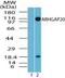 Rho GTPase Activating Protein 20 antibody, PA5-23204, Invitrogen Antibodies, Western Blot image 