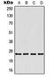 TNF Superfamily Member 9 antibody, orb224047, Biorbyt, Western Blot image 