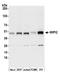 WD Repeat Domain, Phosphoinositide Interacting 2 antibody, A305-324A, Bethyl Labs, Western Blot image 