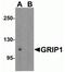 Glutamate Receptor Interacting Protein 1 antibody, NBP2-41211, Novus Biologicals, Western Blot image 