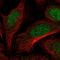 DOT1 Like Histone Lysine Methyltransferase antibody, HPA011875, Atlas Antibodies, Immunofluorescence image 