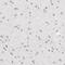 Zinc Finger Protein 143 antibody, PA5-51877, Invitrogen Antibodies, Immunohistochemistry frozen image 